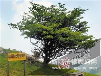男子因女友爱看《山楂树》 偷50棵紫薇树种其门前