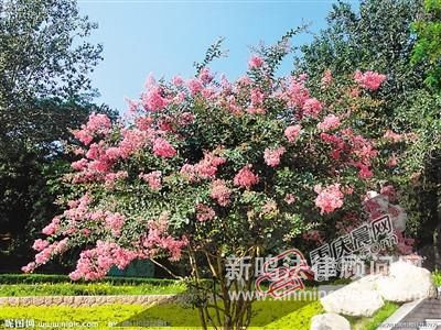 男子因女友爱看《山楂树》 偷50棵紫薇树种其门前